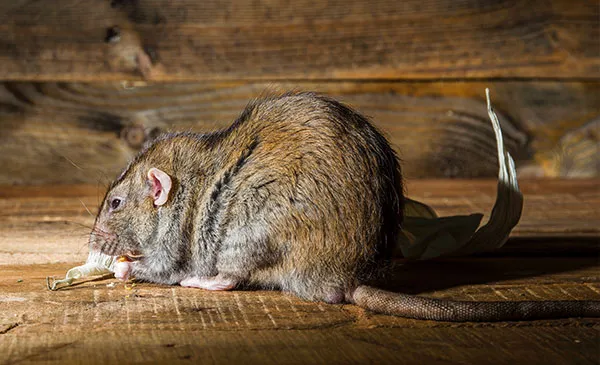 Ratti e topi: danni e problemi sanitari da evitare