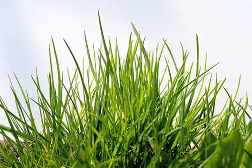 Disinfestazione Zanzare Disinfestazione Zanzare