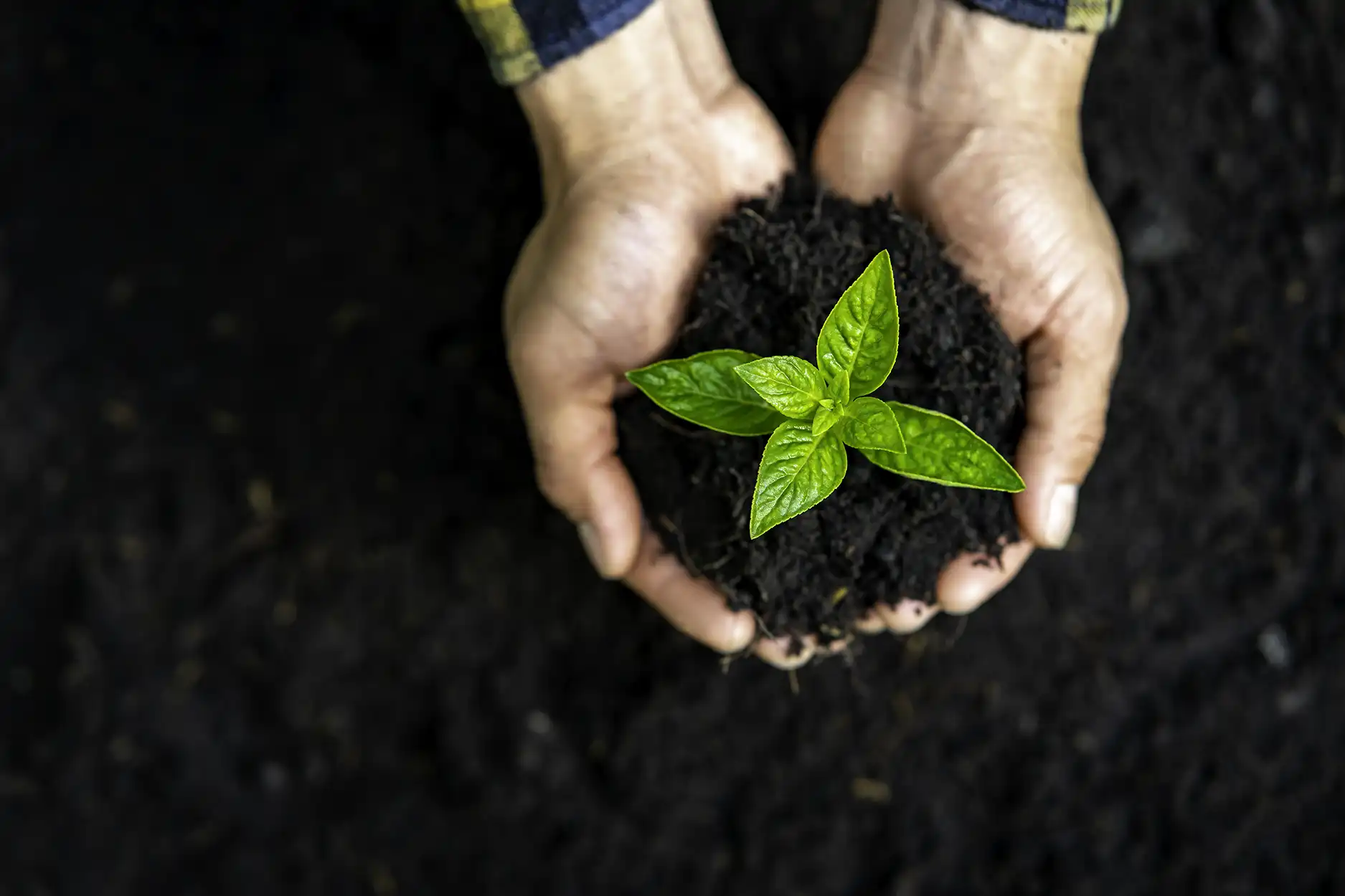 Disinfestazione Zanzare